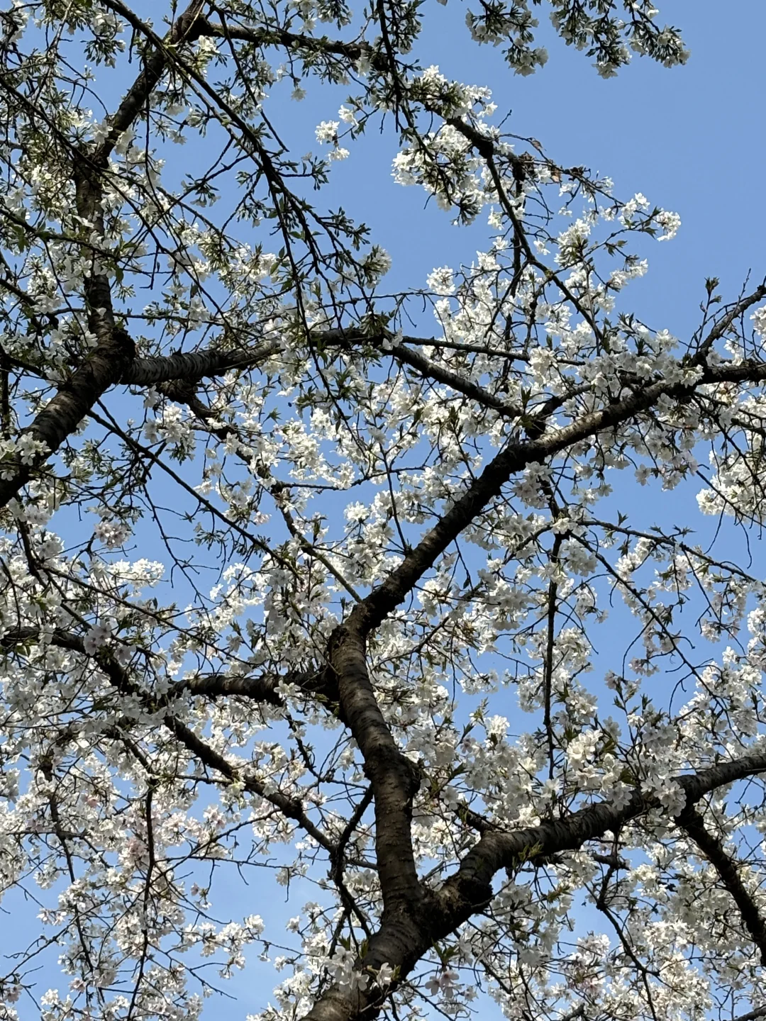 武汉三天两晚旅游攻略