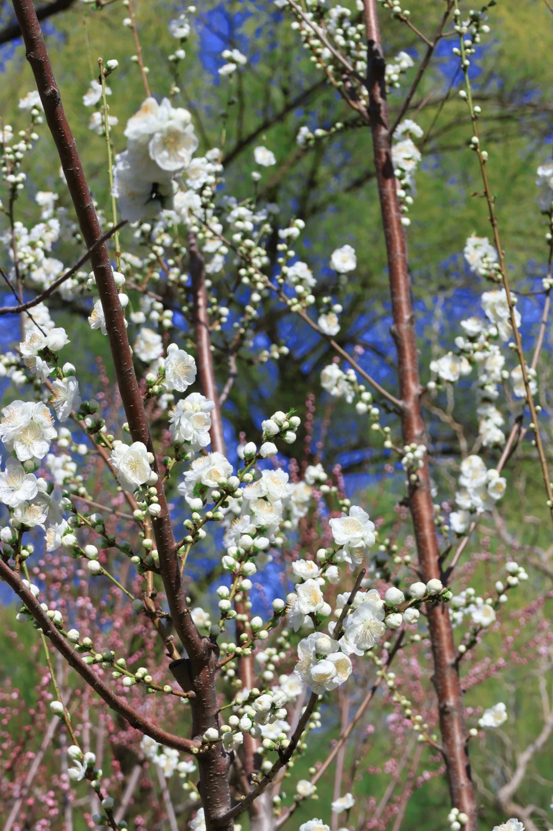 春天当然要来颐和园呀～