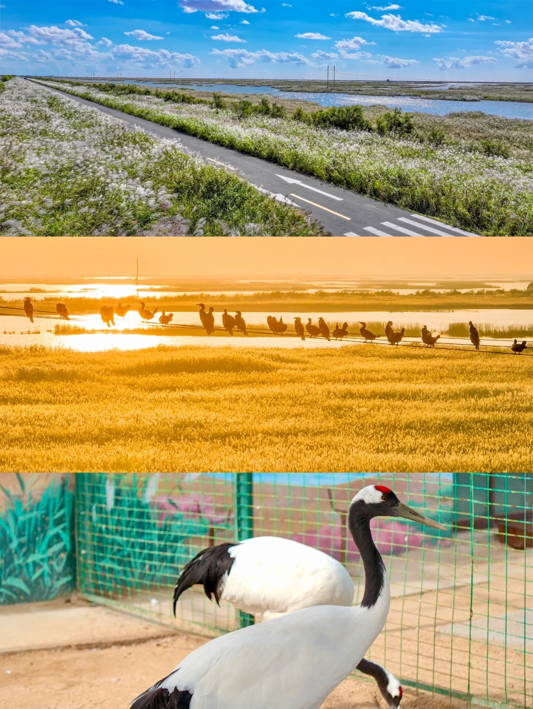 山东被严重低估的海边小城，我好怕它火啊😭