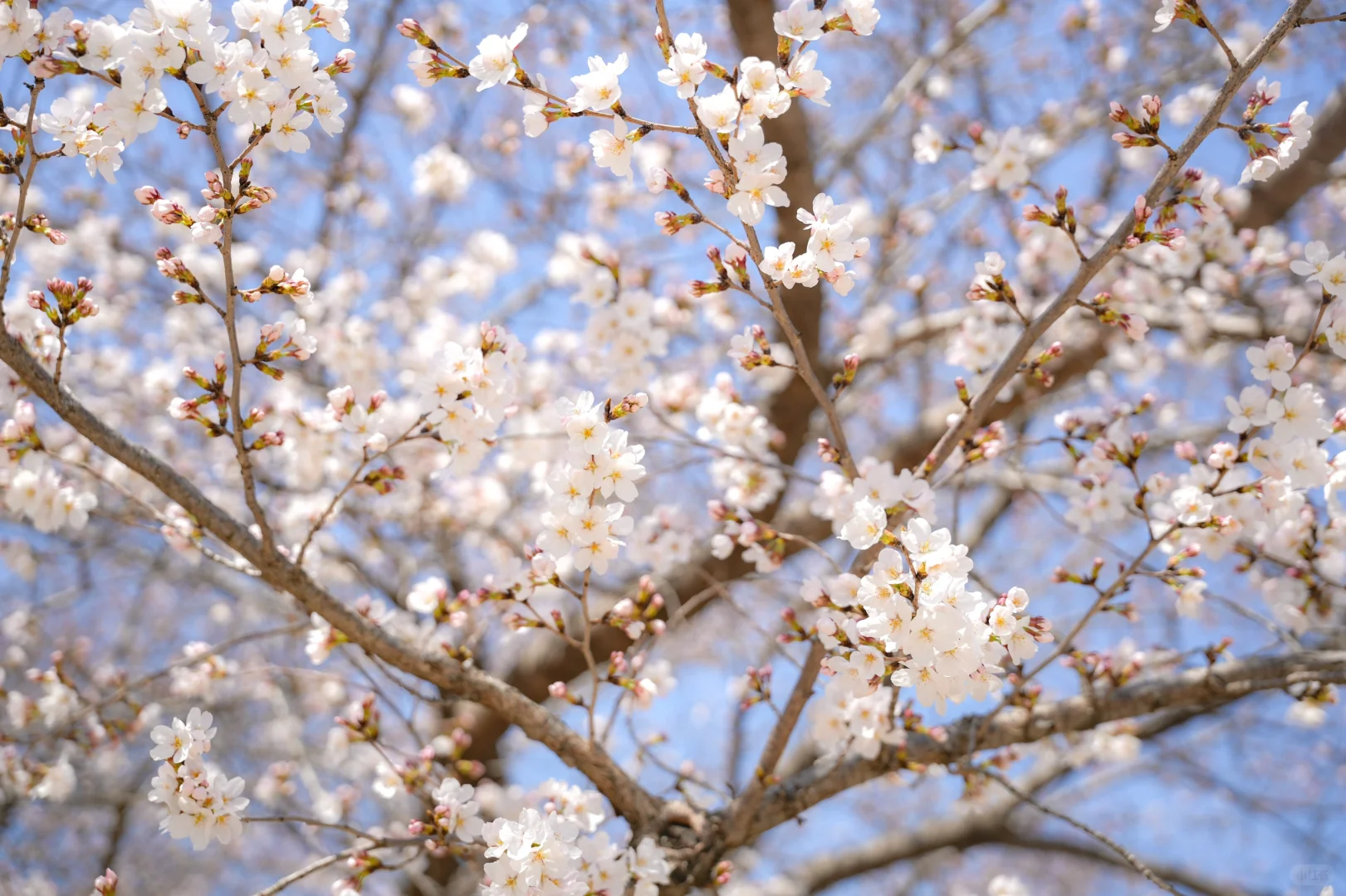 矿大即将迎来最美樱花季🌸