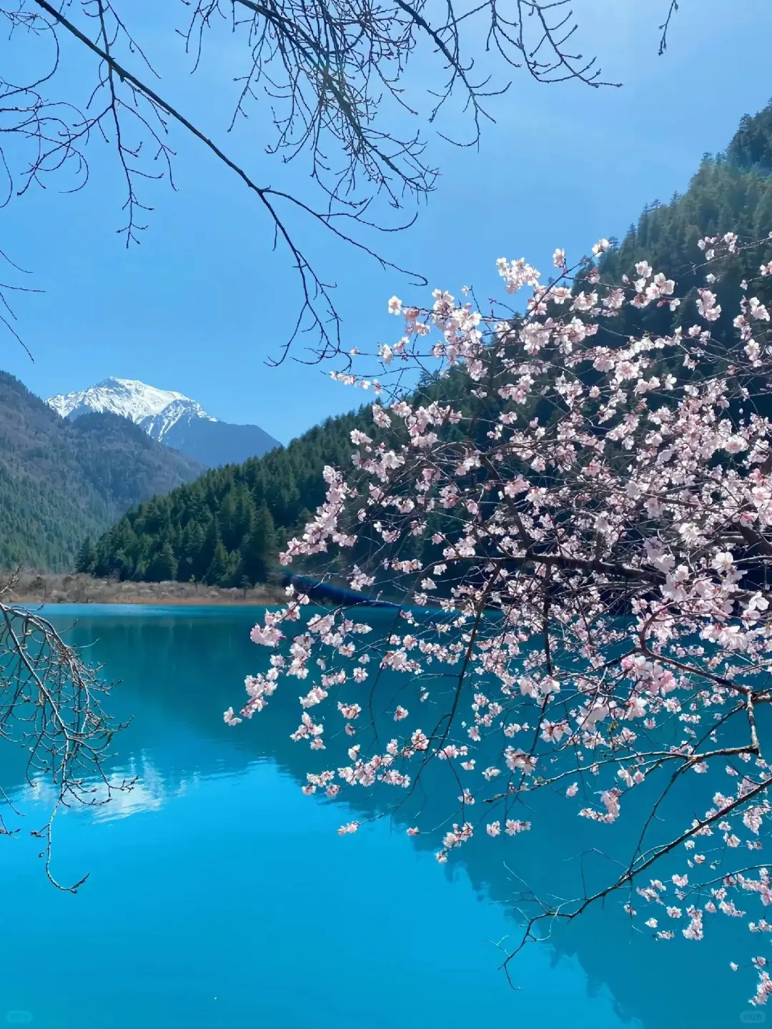 九寨沟📍三月赏花🌸攻略，错过等一年✨