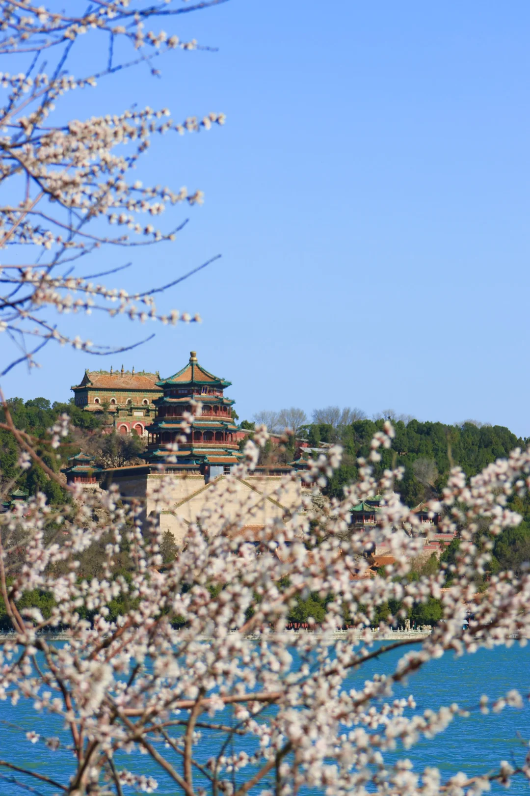 春天当然要来颐和园呀～