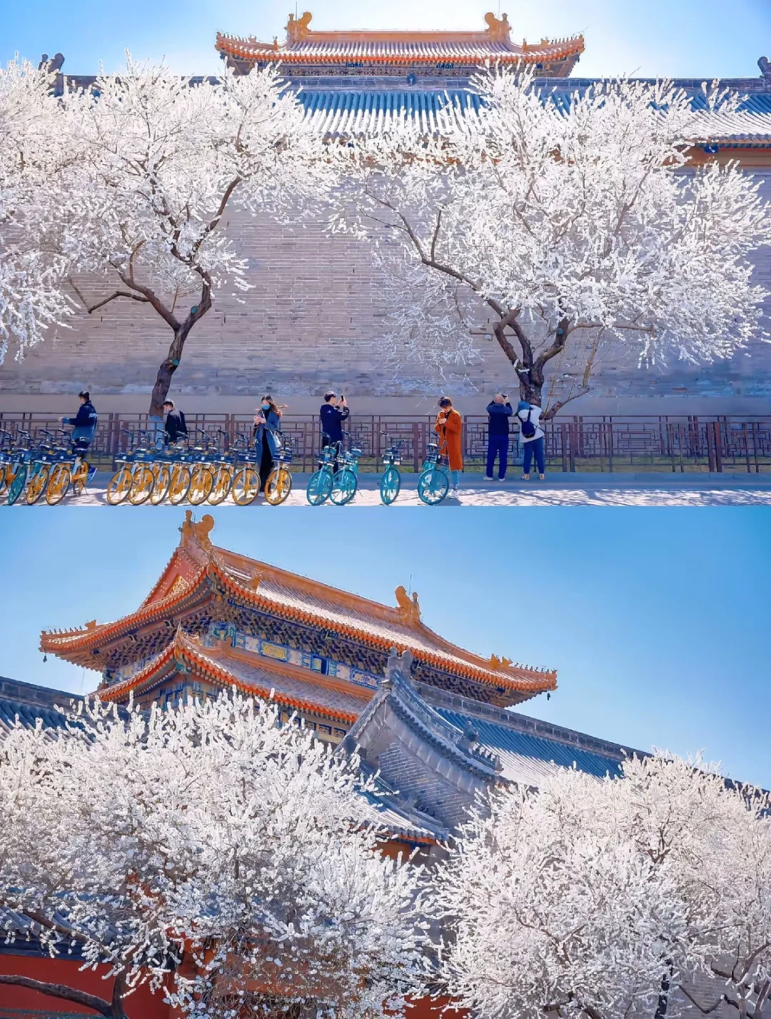 京城春日赏花地图🌸 附保姆级拍照攻略