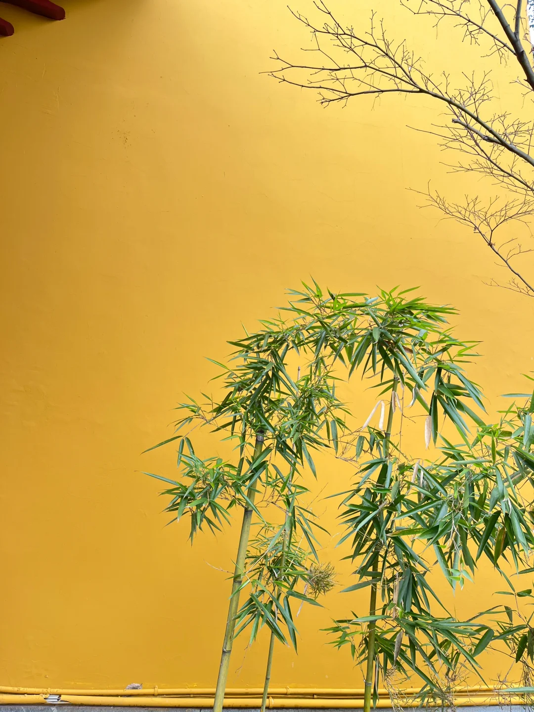 三月·杭州西湖