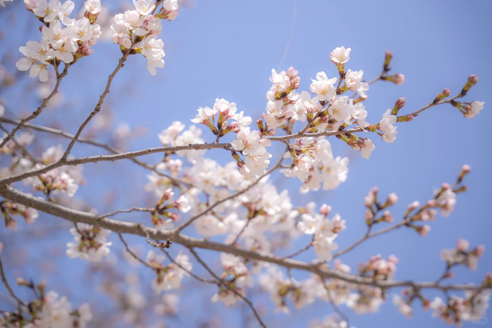 矿大即将迎来最美樱花季🌸
