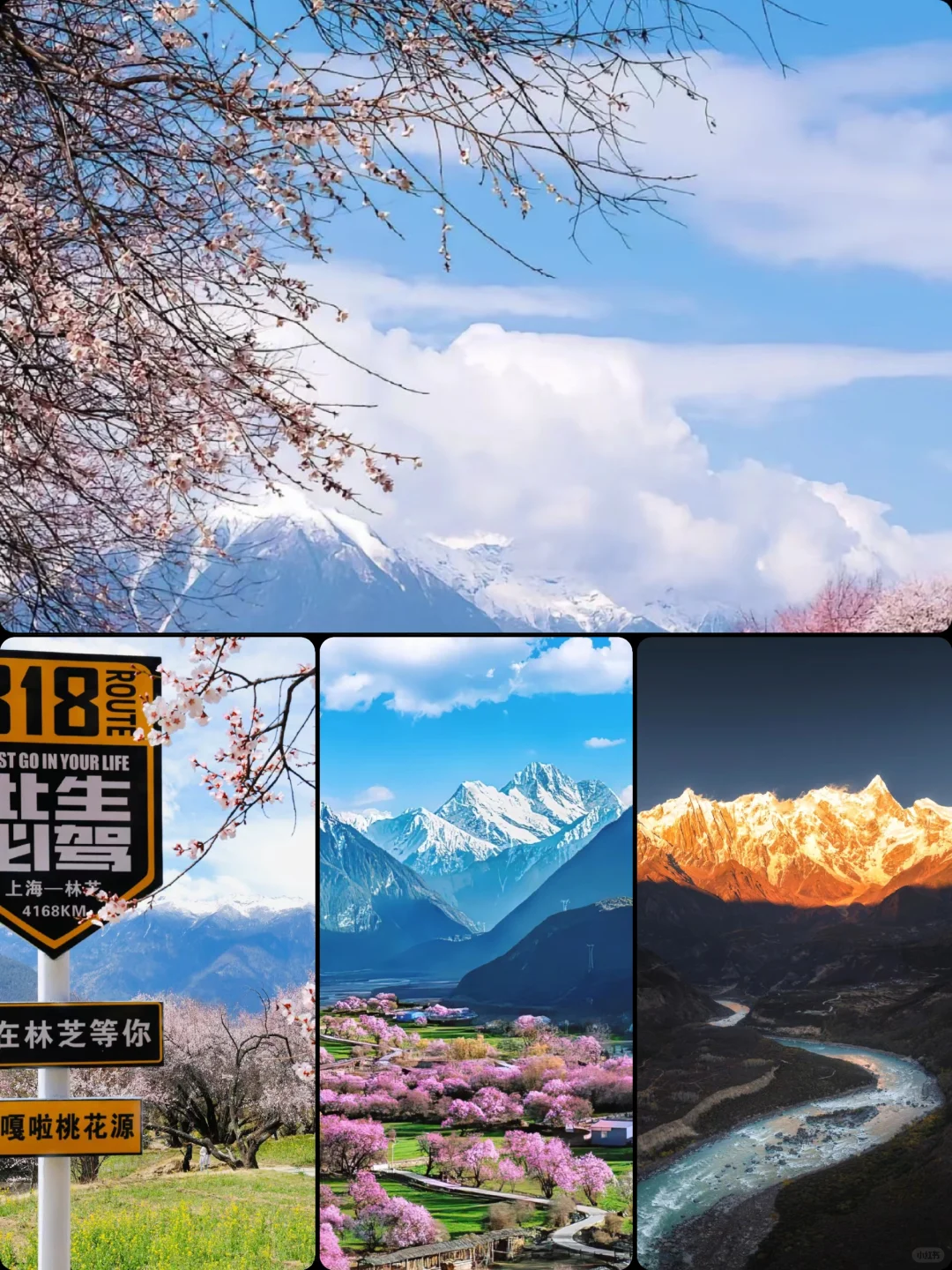 🏔3月林芝|桃花雪山下的春日仙境🌸
