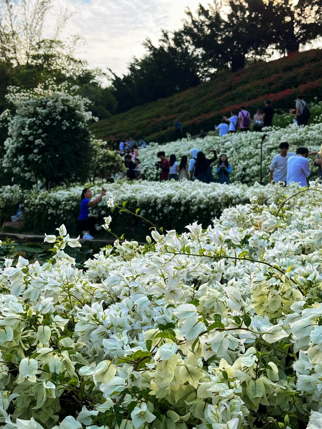 南宁青秀山，3小时 33元省力攻略推荐❗️❗️