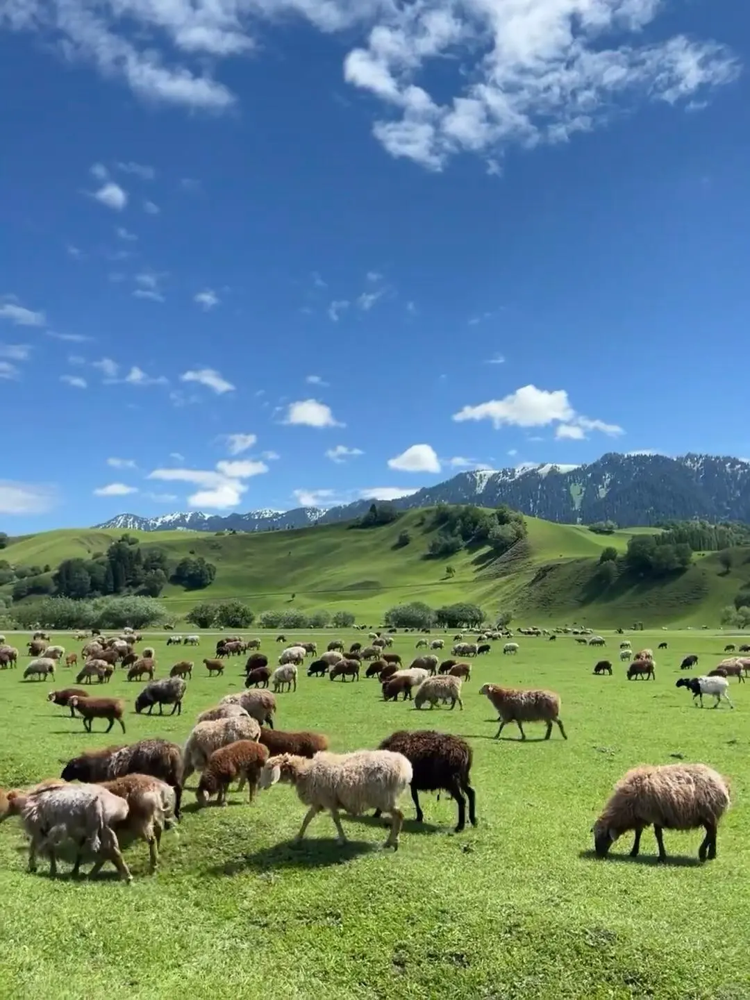 反向旅游|5月就去新疆伊犁,别等6月人挤人