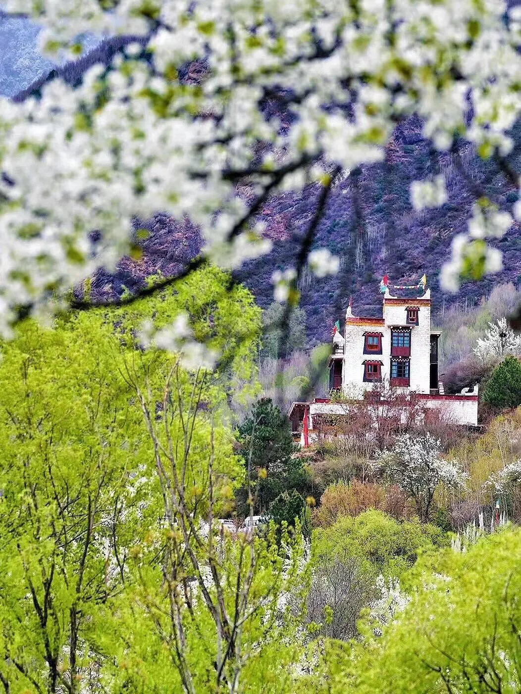 强推3月的川西已封神，一半梨花一半雪景