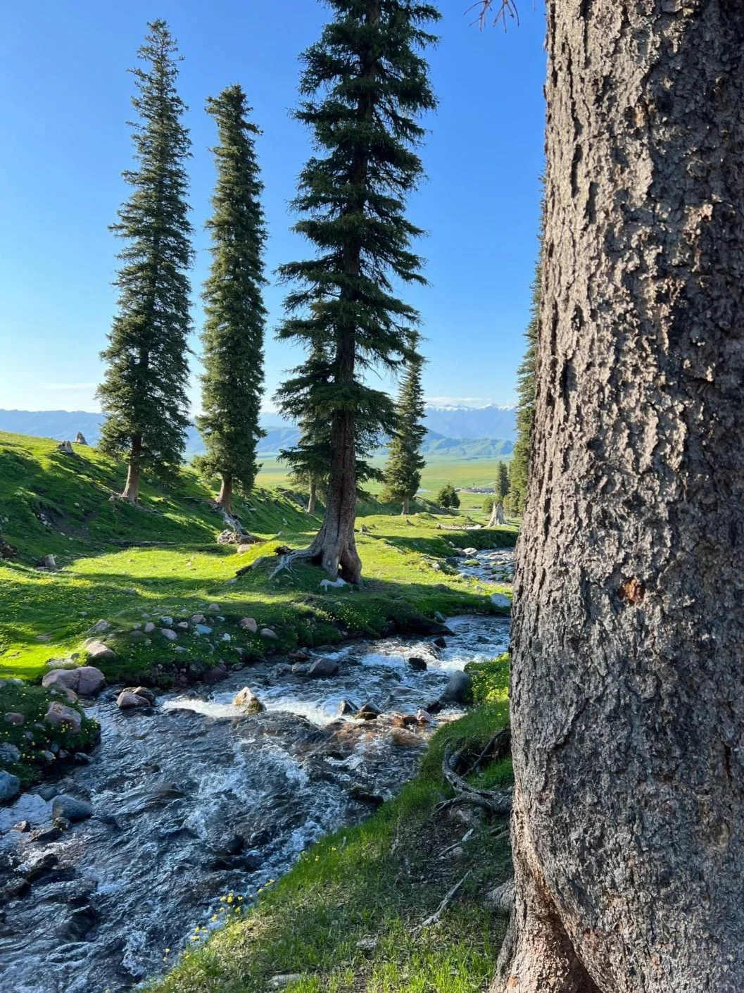 实话难听📍但这就是3-6月新疆伊犁现状