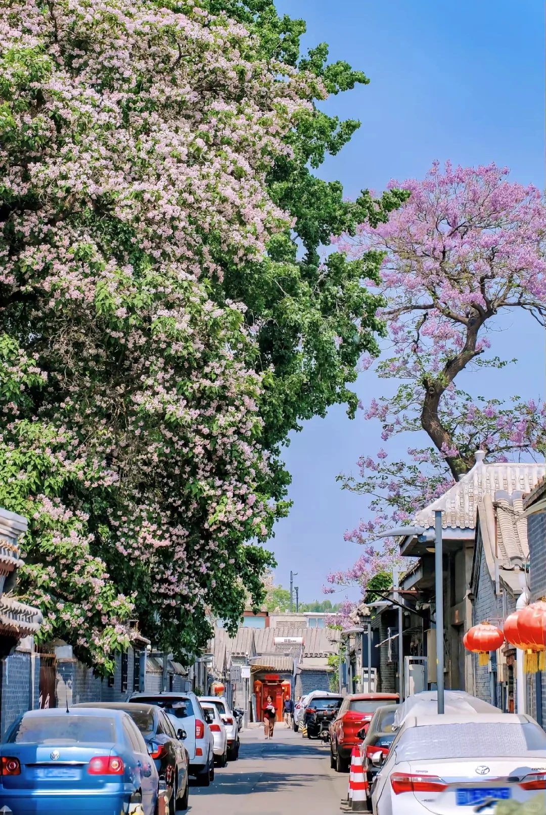 京城春日赏花地图🌸 附保姆级拍照攻略