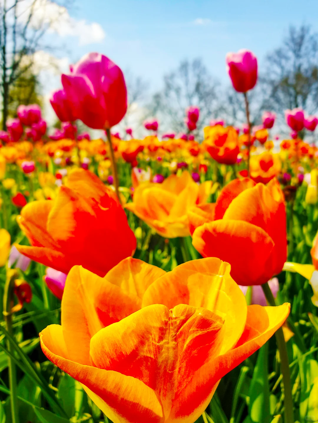 拜托😭大家去荷兰旅游千万别无脑冲啊