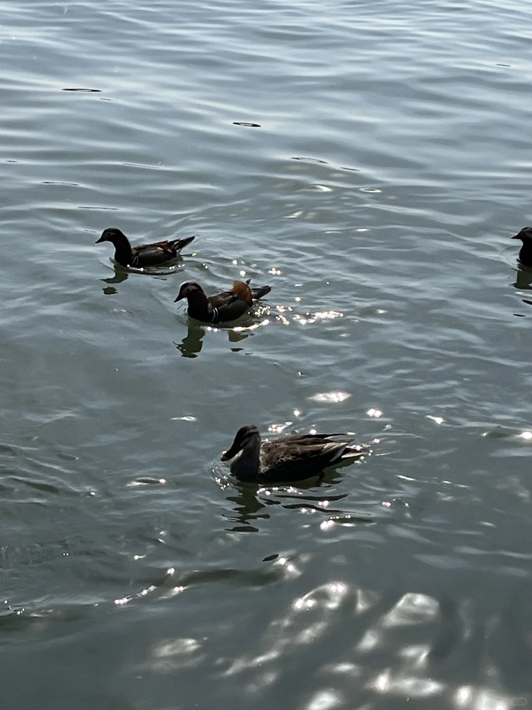 三月·杭州西湖