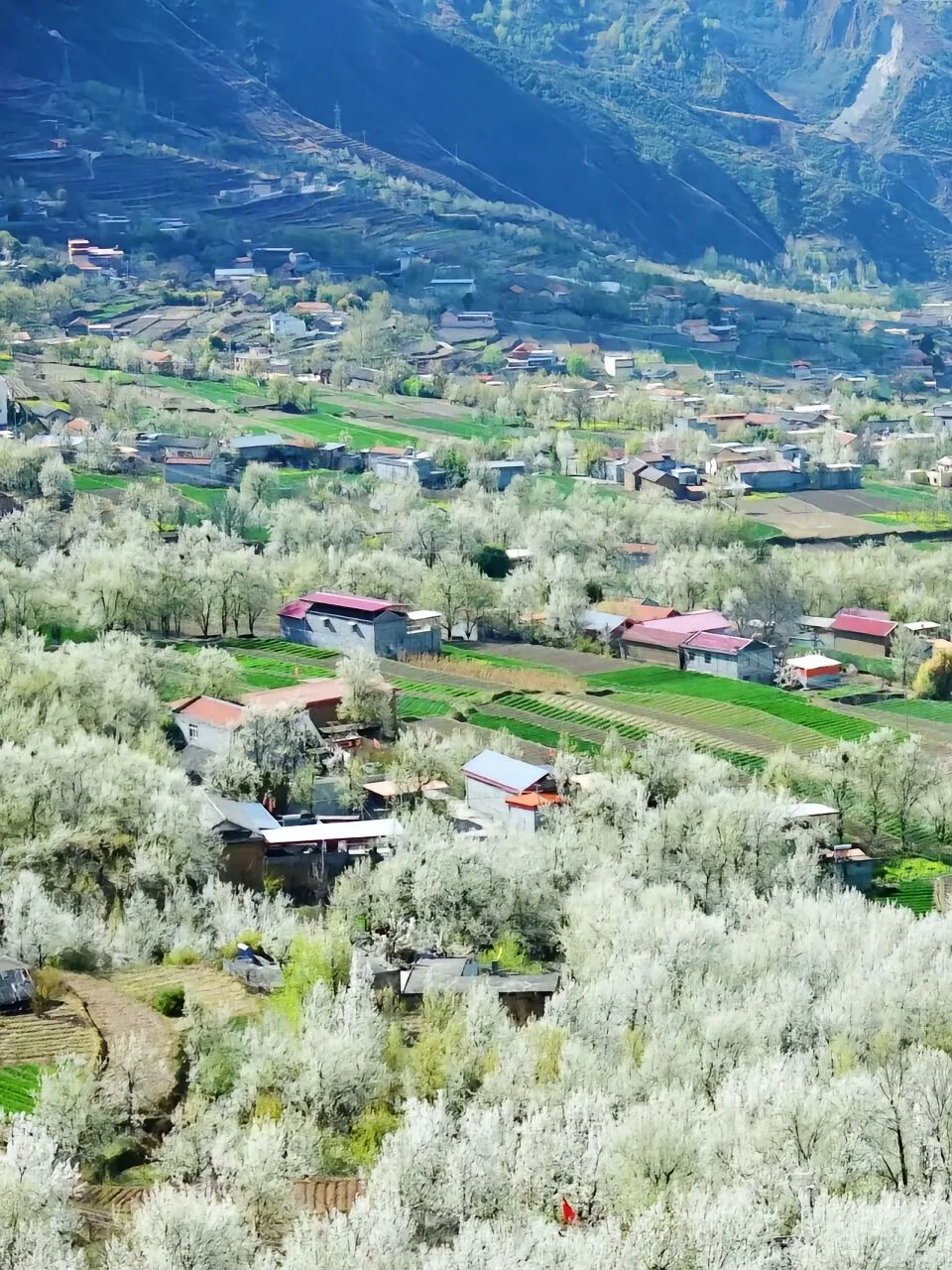 强推3月的川西已封神，一半梨花一半雪景