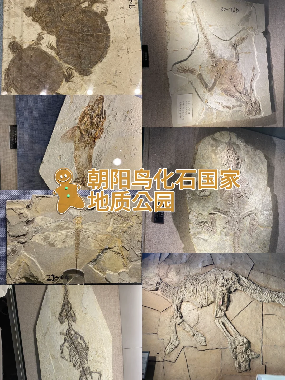 🌟【沈阳→朝阳超全旅游攻略】