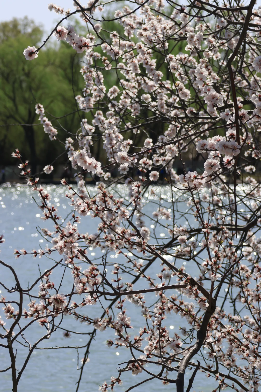 春天当然要来颐和园呀～