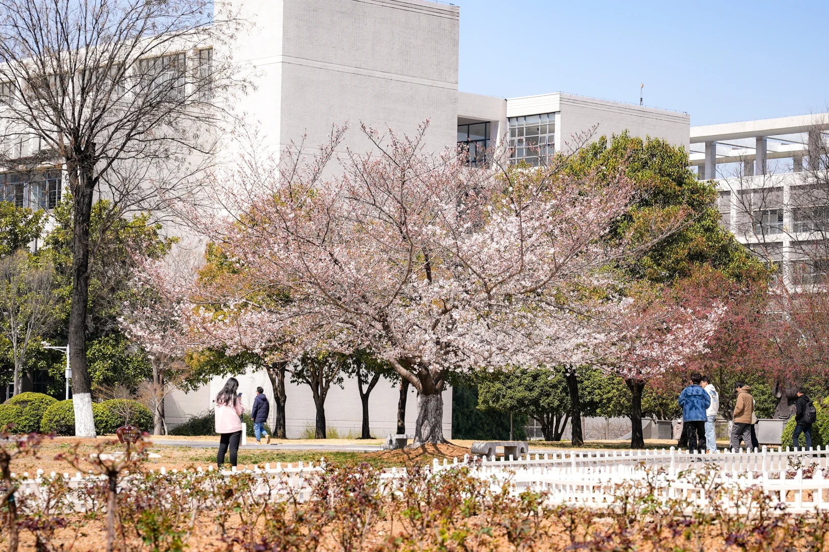 矿大即将迎来最美樱花季🌸