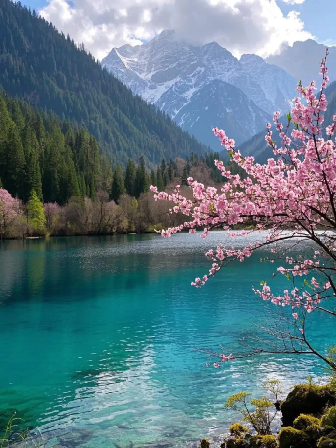 九寨沟📍三月赏花🌸攻略，错过等一年✨