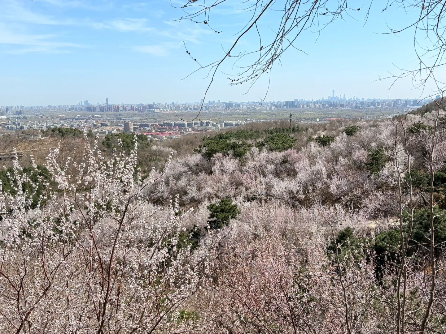 0321 实拍百望山最新赏花路线|避雷 351步道