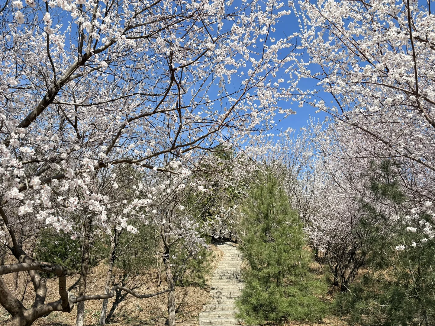 0321 实拍百望山最新赏花路线|避雷 351步道