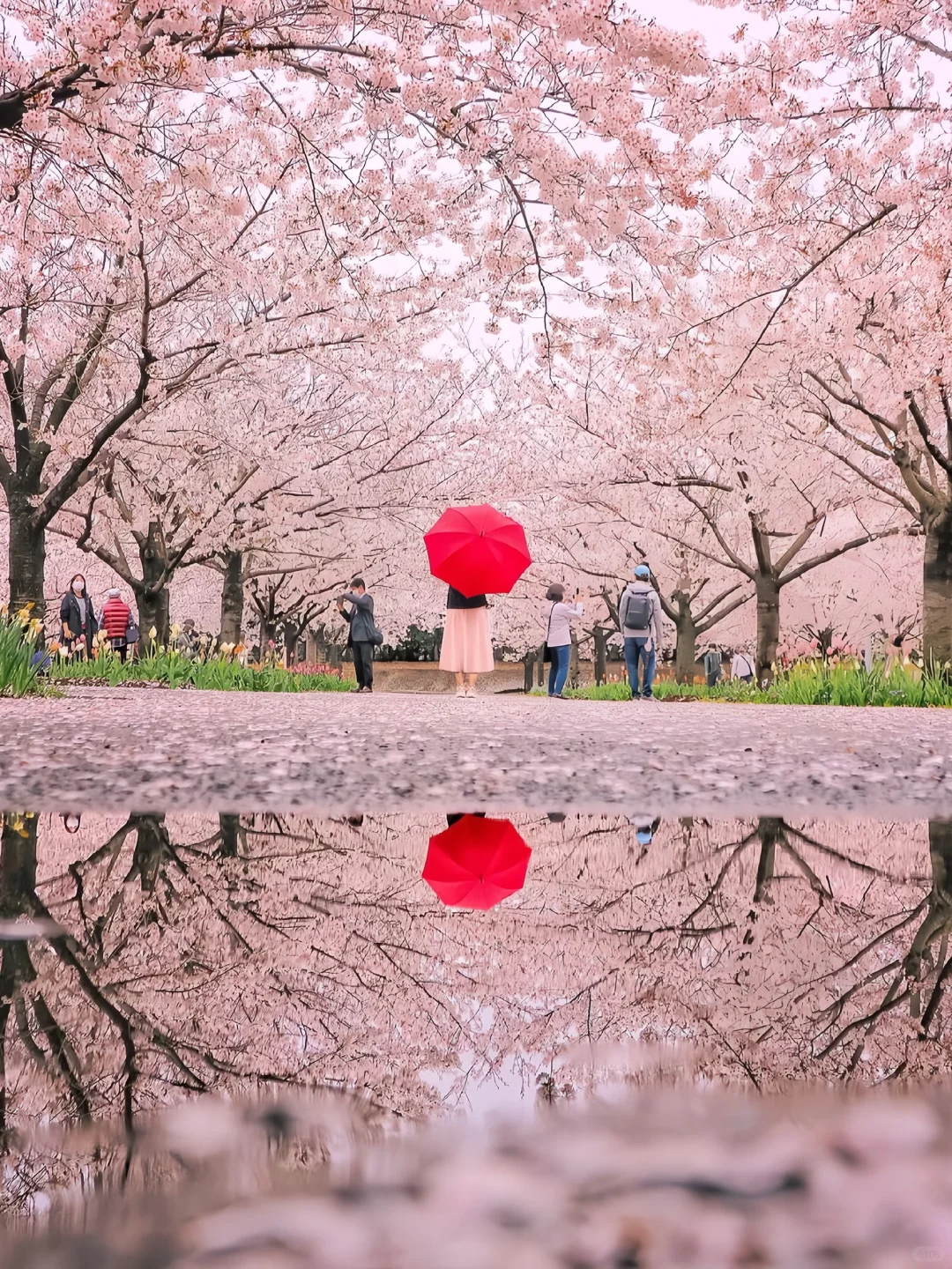 Sakura Escape 🌸 春日限定樱花之旅 🇯🇵