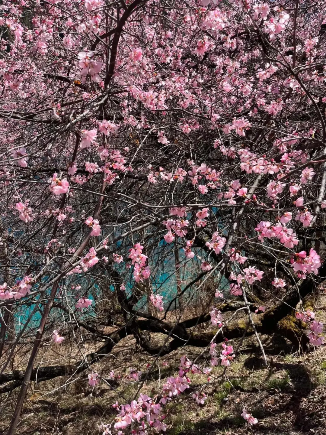 九寨沟📍三月赏花🌸攻略，错过等一年✨