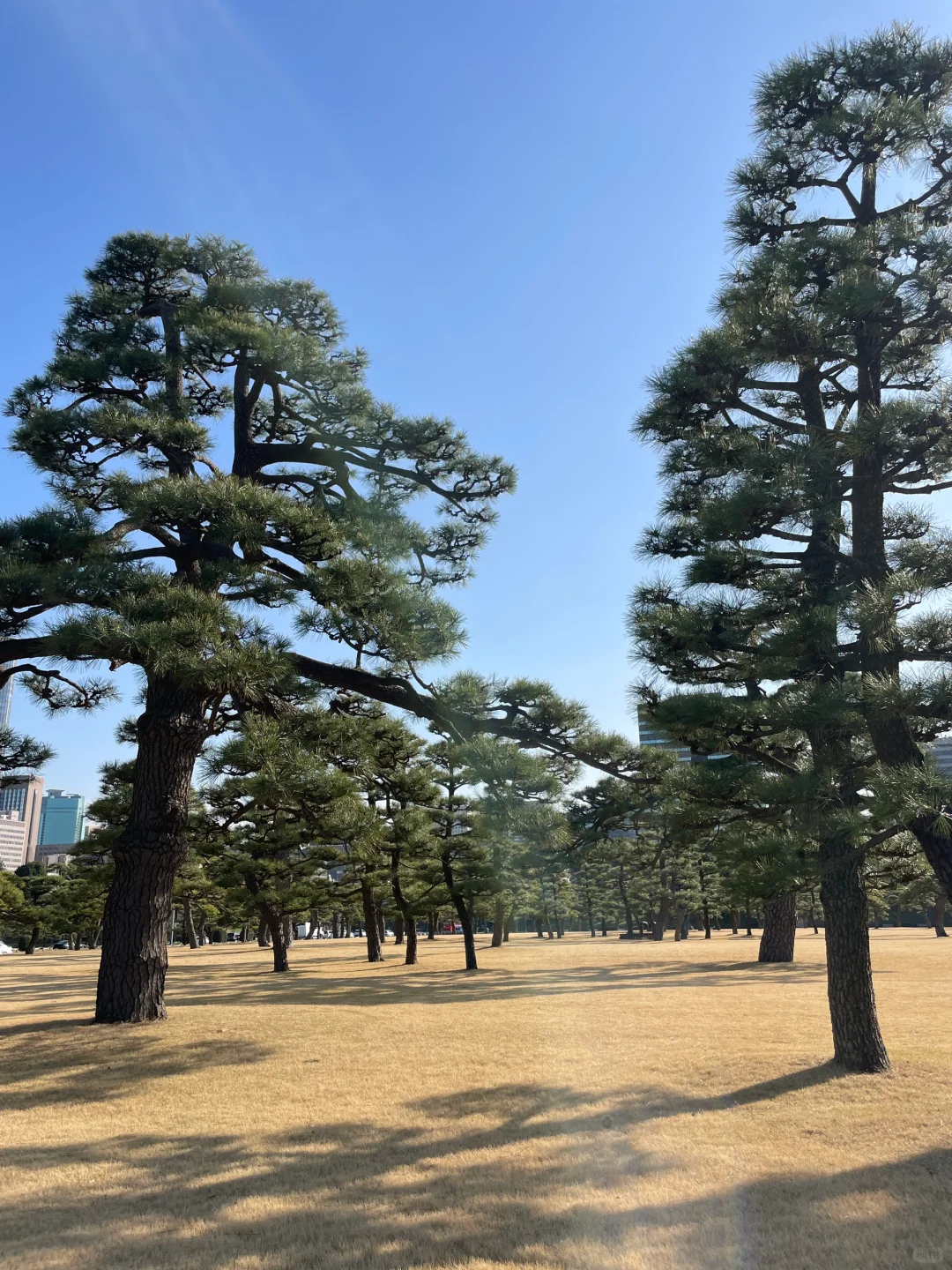 浅草寺、秋叶原、皇居、银座～