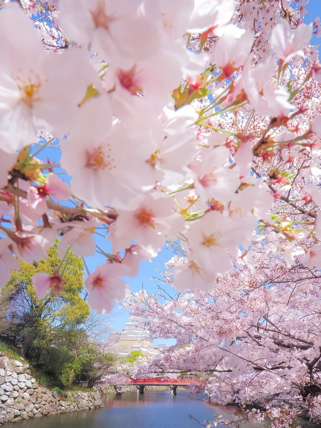 Sakura Escape 🌸 春日限定樱花之旅 🇯🇵