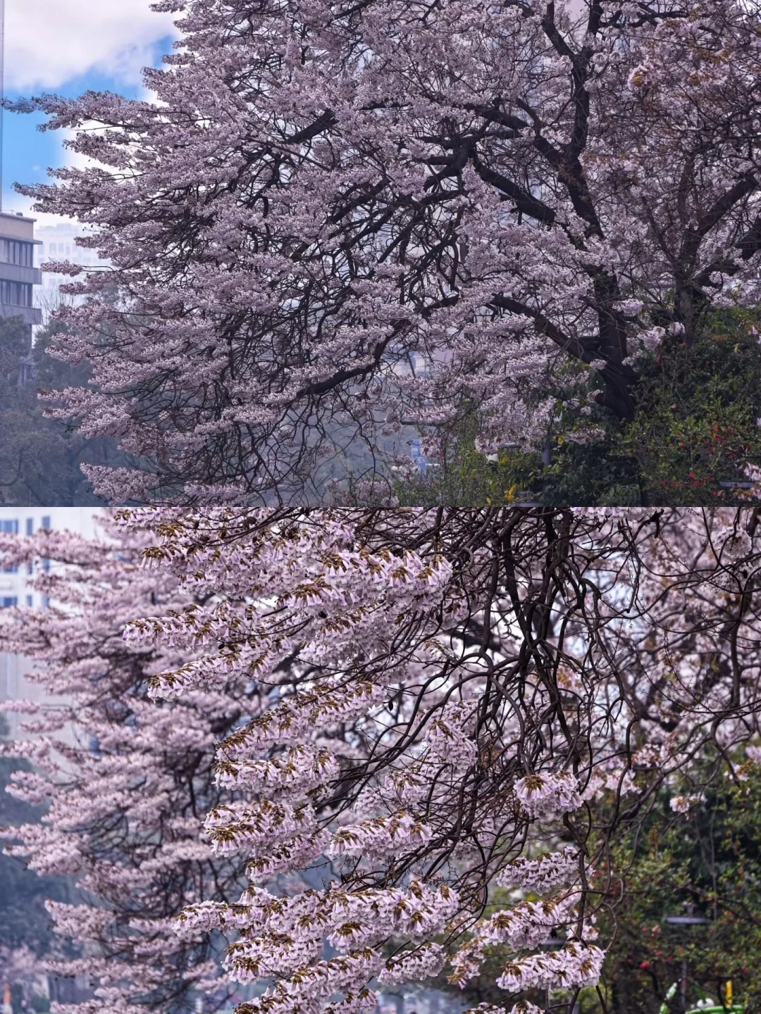 三月份小预算出行的5个治愈系城市