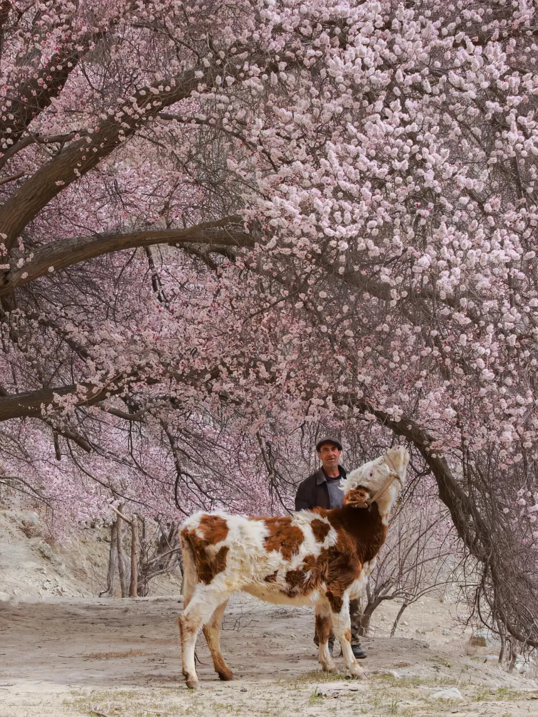 live图 | 3月份的南疆是一万次的春和景明🍃