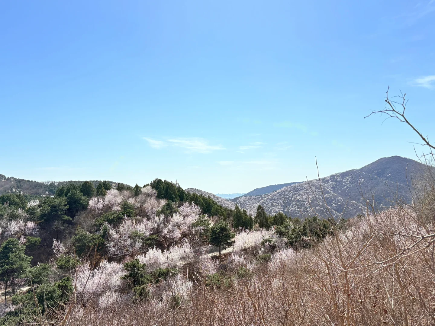 0321 实拍百望山最新赏花路线|避雷 351步道