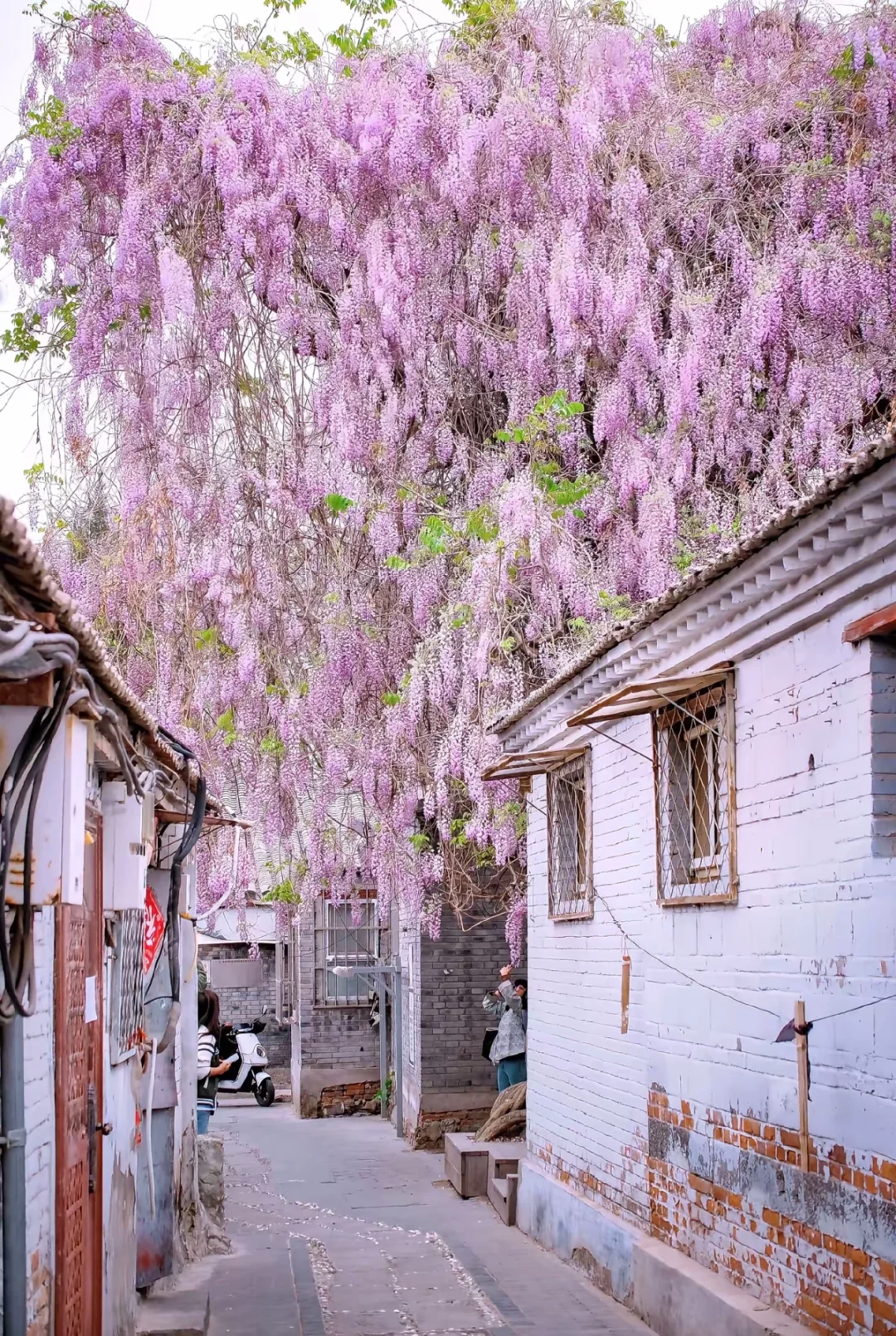 京城春日赏花地图🌸 附保姆级拍照攻略