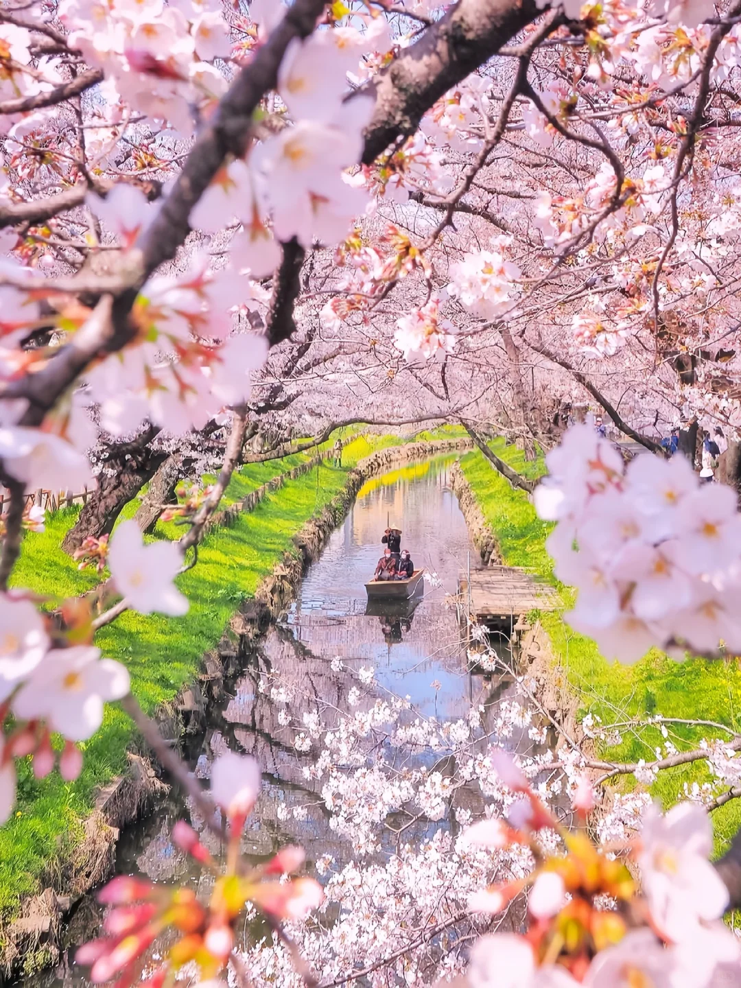 Sakura Escape 🌸 春日限定樱花之旅 🇯🇵