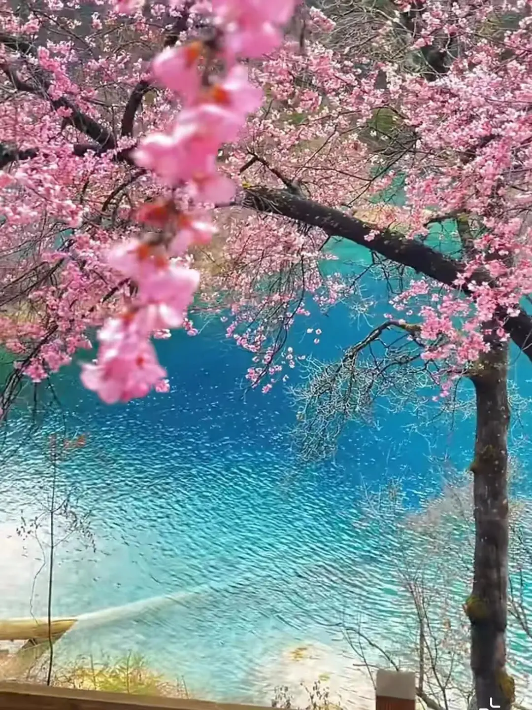 九寨沟📍三月赏花🌸攻略，错过等一年✨