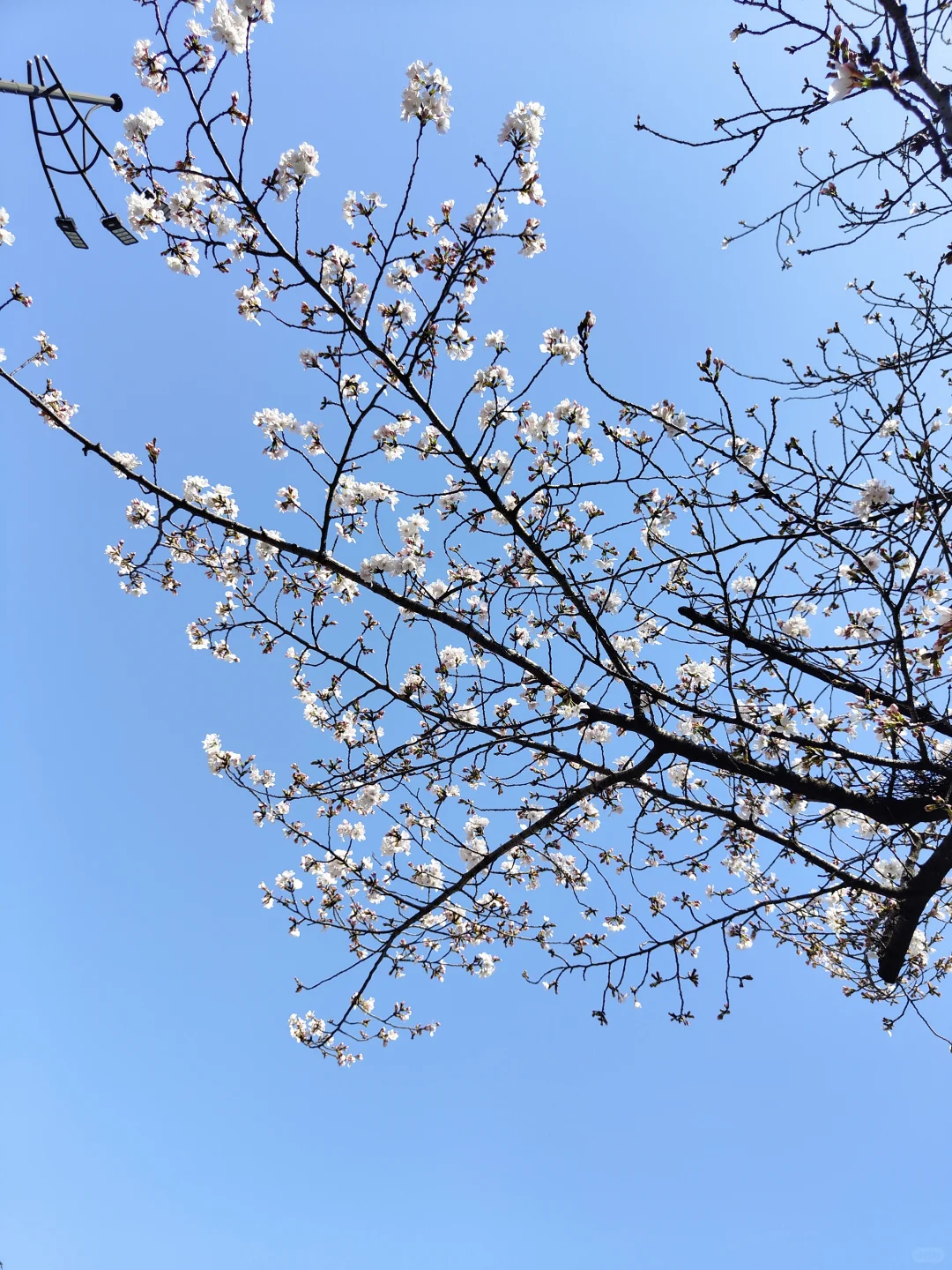 已撤退，百万大军攻打鸡鸣寺