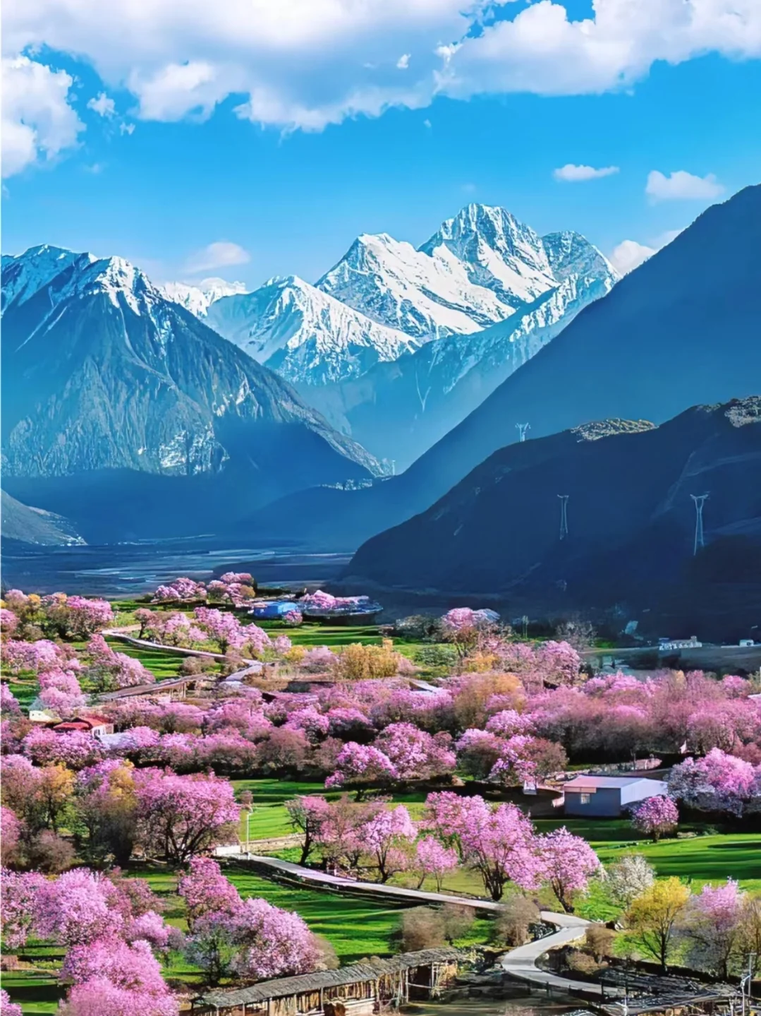 🏔3月林芝|桃花雪山下的春日仙境🌸