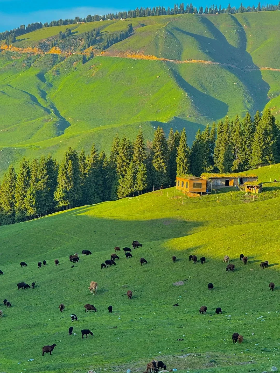 实话难听📍但这就是3-6月新疆伊犁现状
