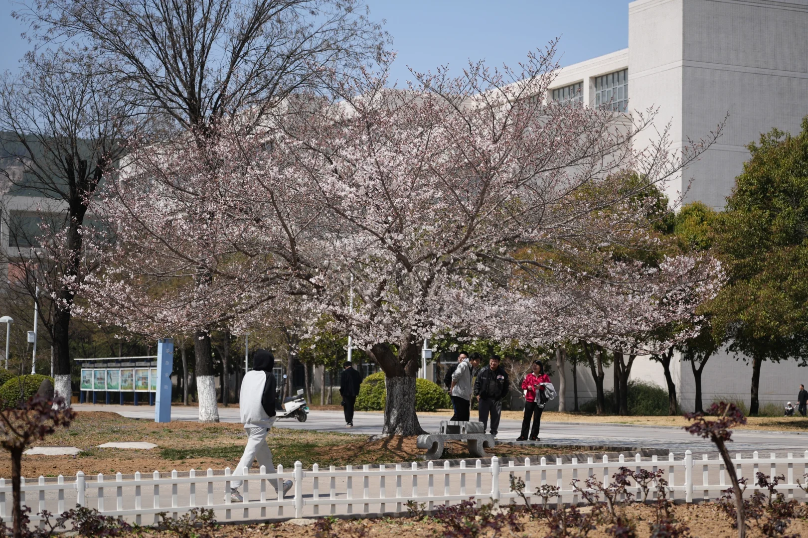 矿大即将迎来最美樱花季🌸