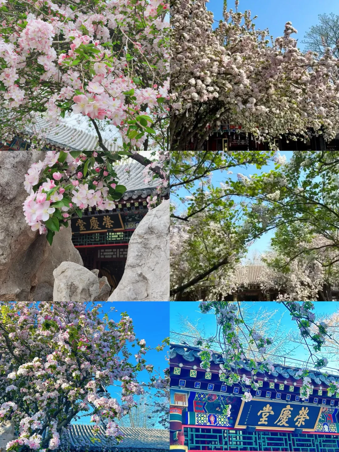 荣国府的海棠花只有去过了才知道有多美