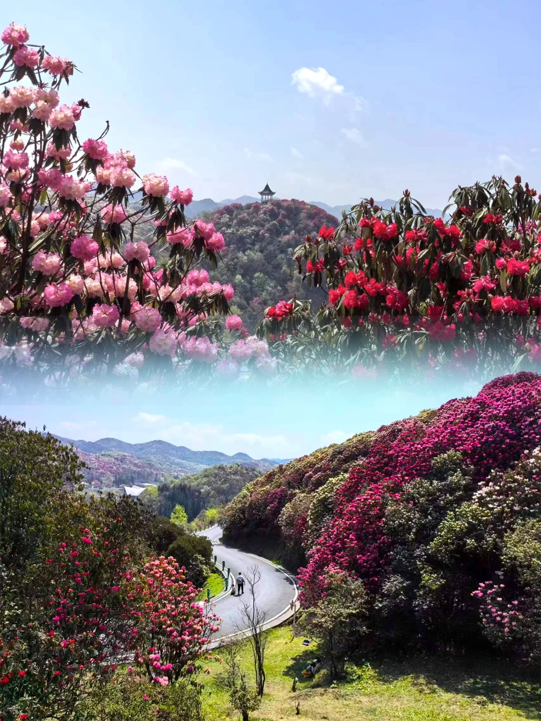 😍已经开始狠狠期待贵州的💐百里杜鹃了