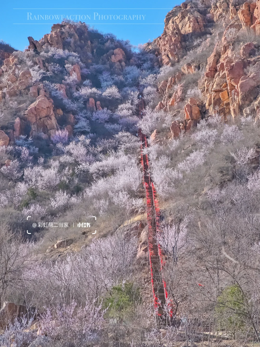 春分上春山🌸后花园白虎涧花海天梯开爆了！