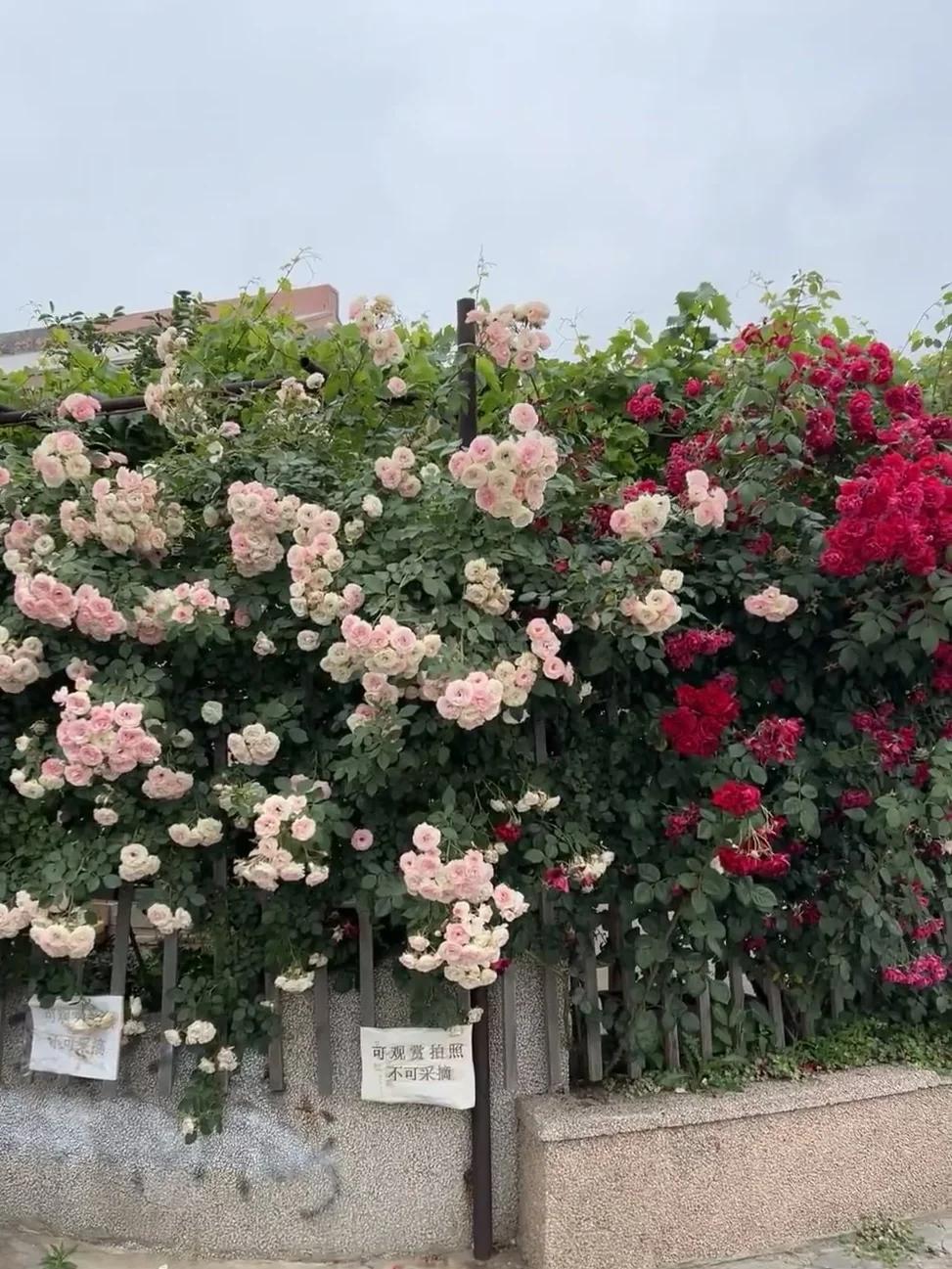 烟台 | 春日赏花🌺开始期待跟花撞个满怀