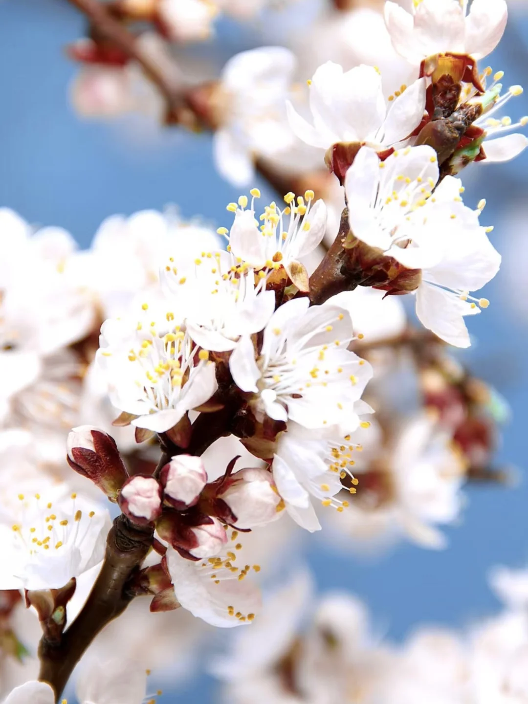 😍别拦我,我要去吐鲁番赏花!