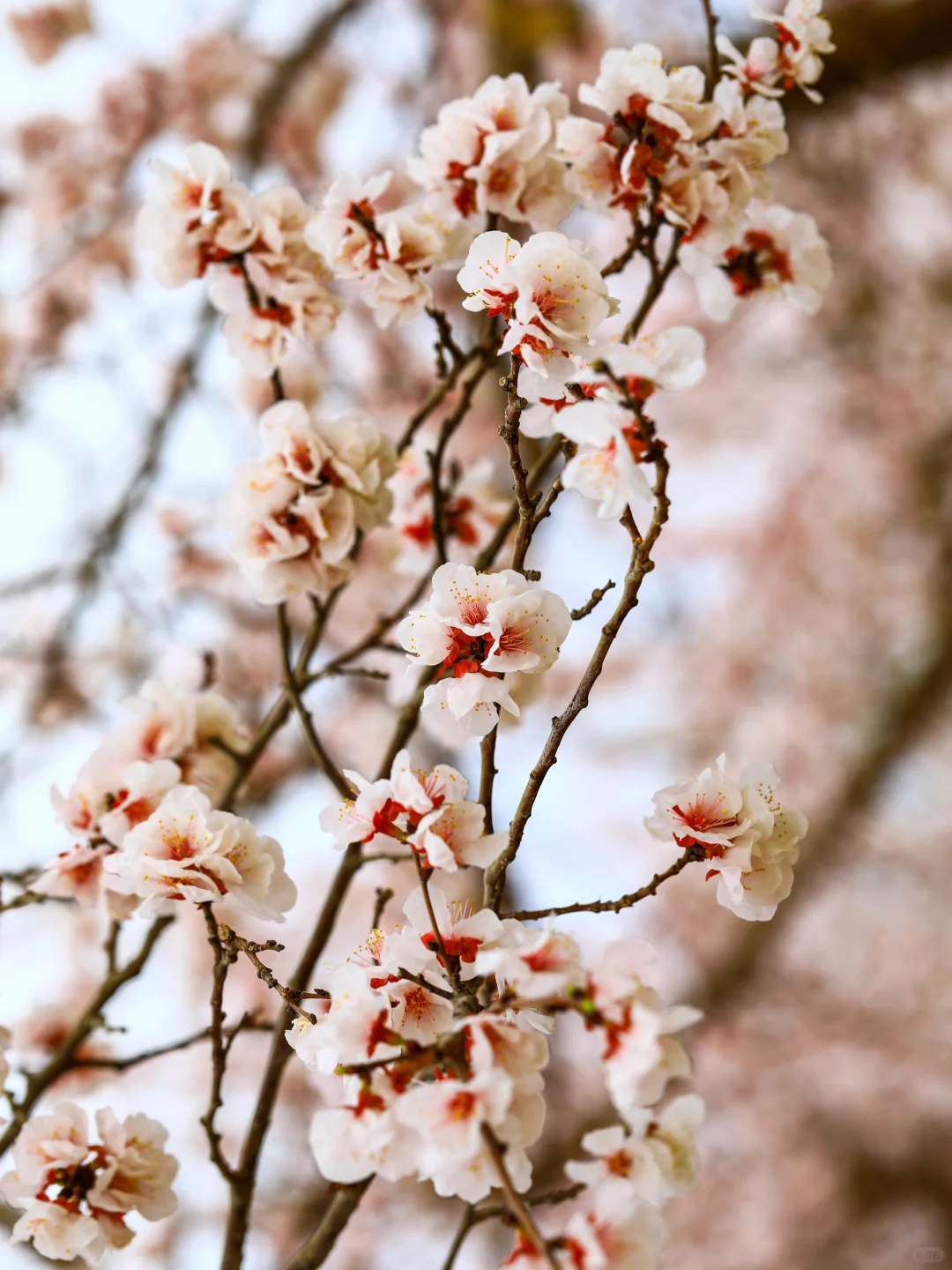 😍别拦我,我要去吐鲁番赏花!
