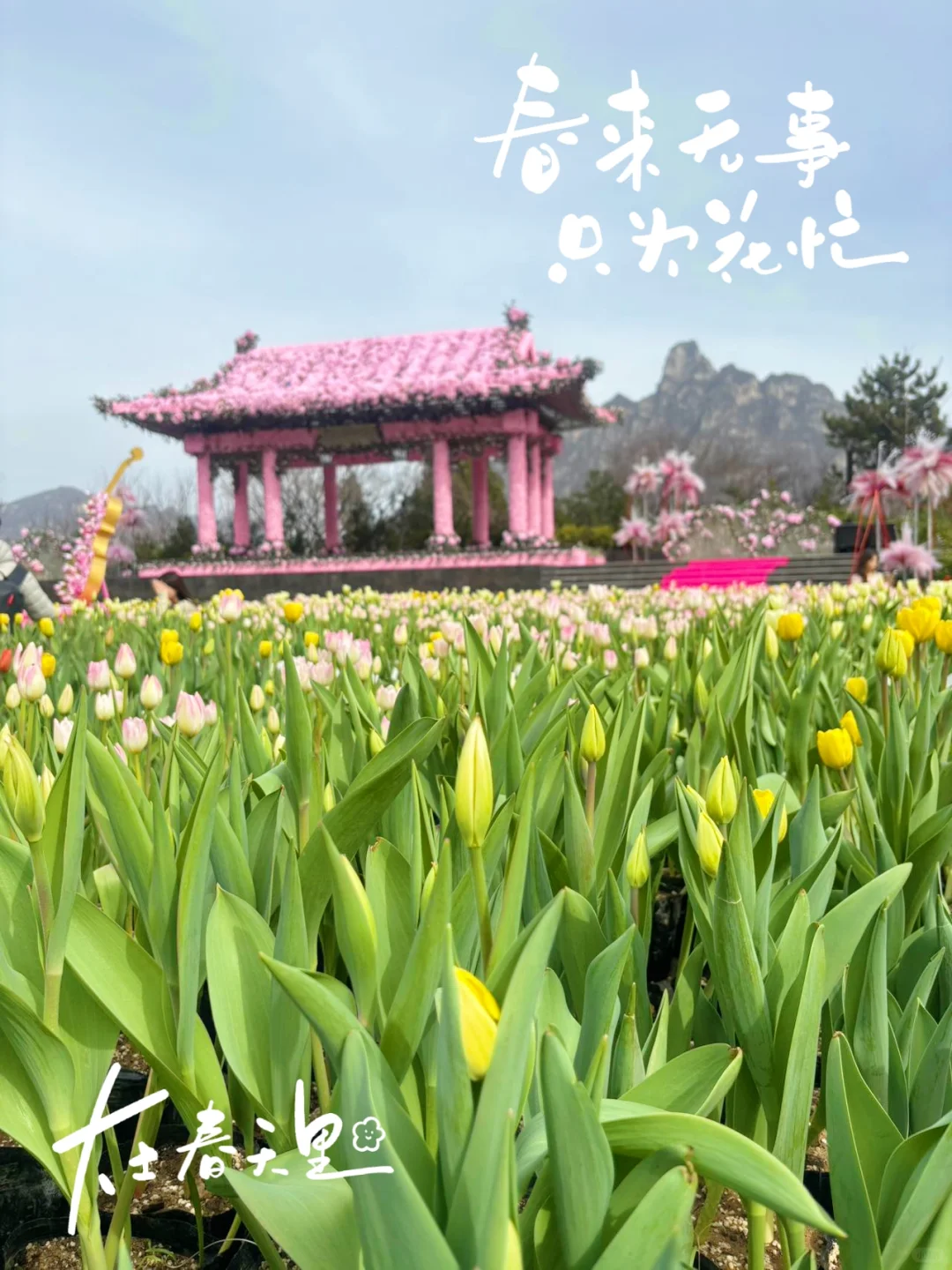 🌸我替你们探过了 宝泉郁金香花海 超棒！