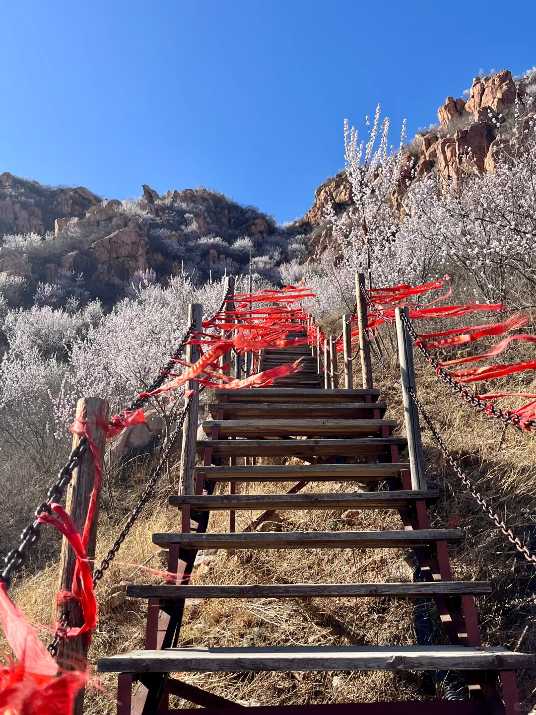 春分上春山🌸后花园白虎涧花海天梯开爆了！
