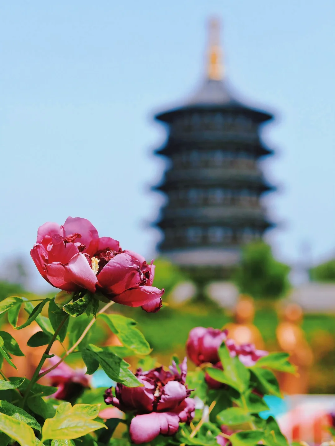 洛阳中国国花园，牡丹迷的必打卡地