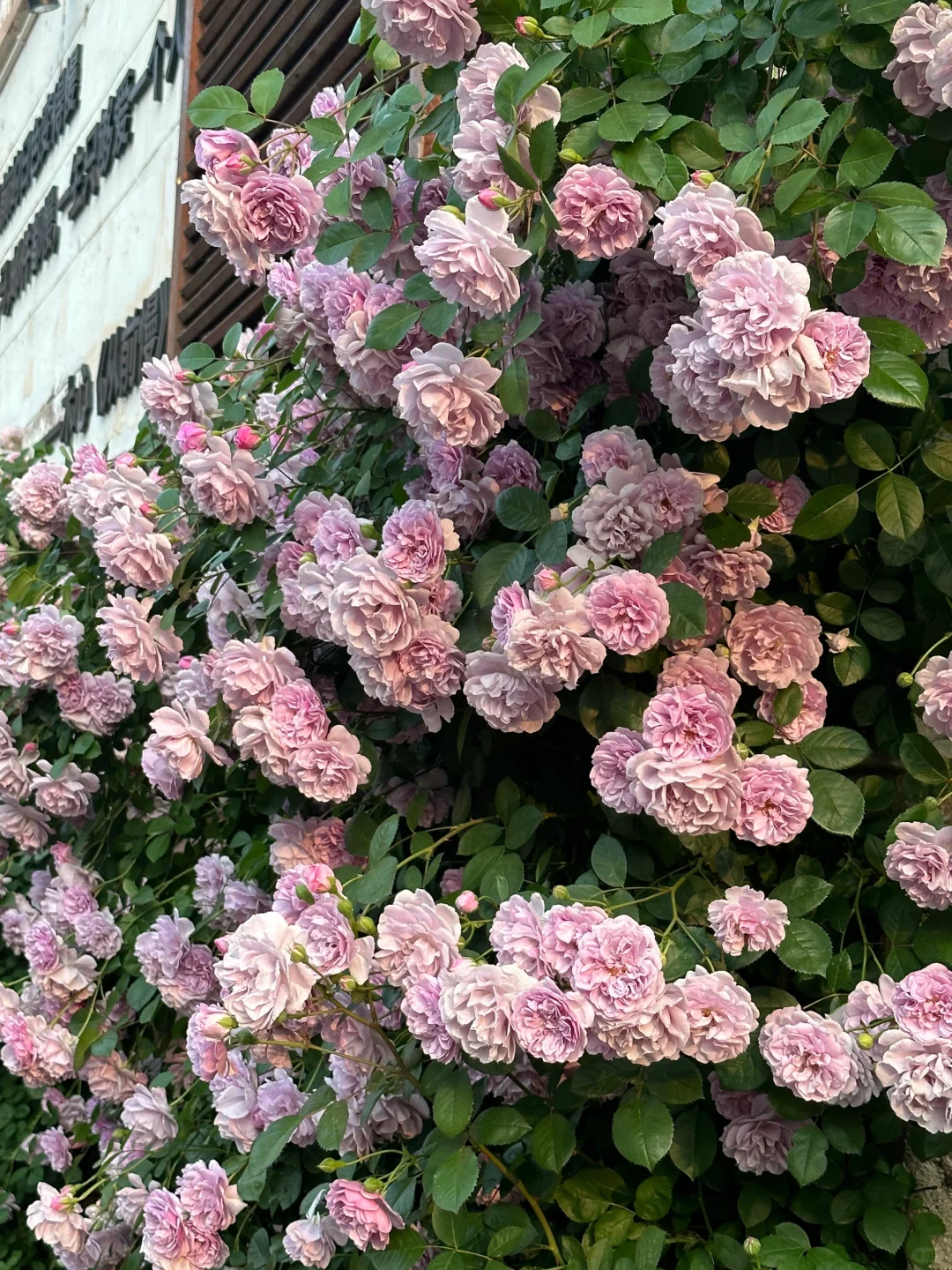 烟台 | 春日赏花🌺开始期待跟花撞个满怀