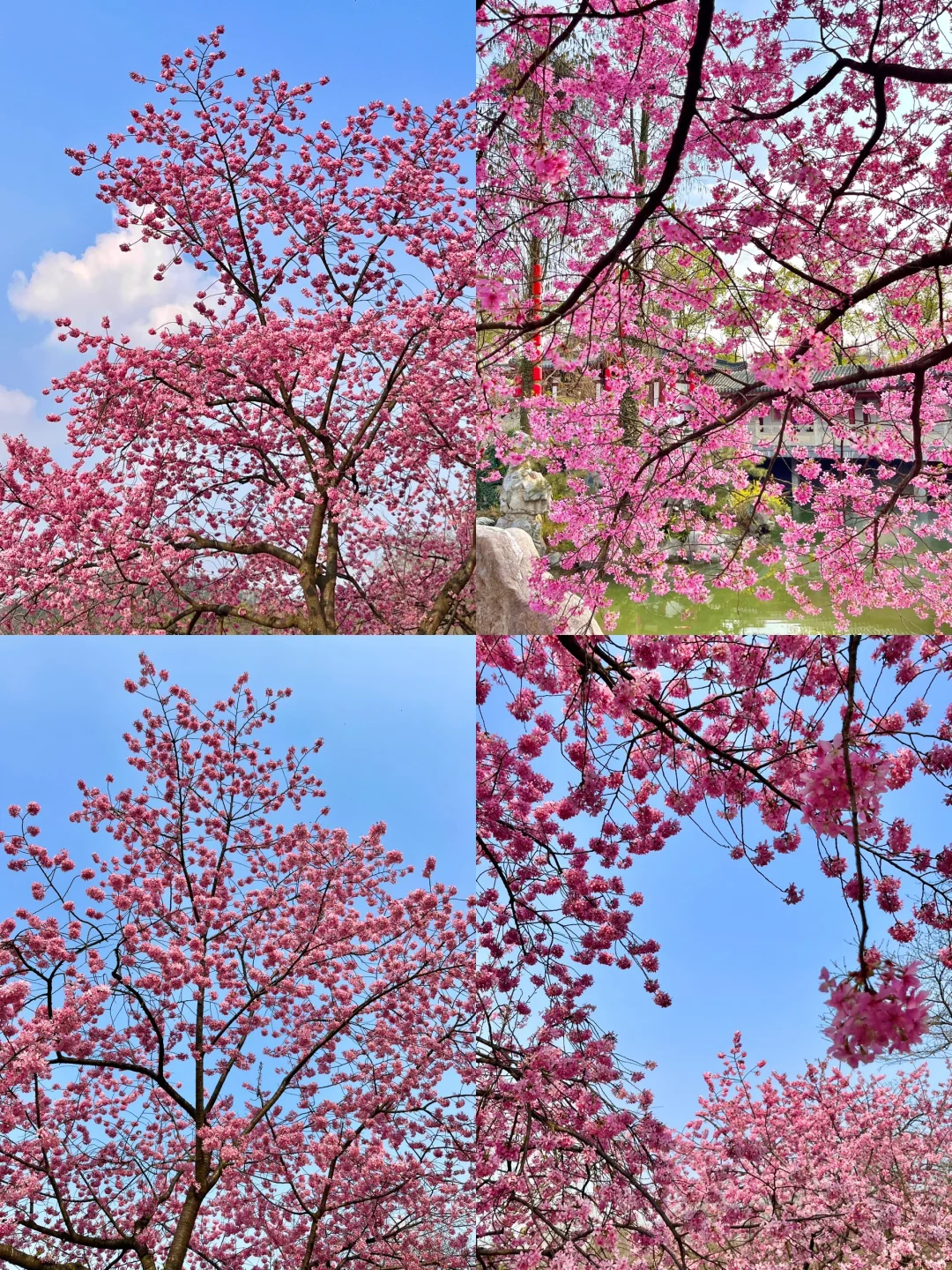 用deepseek制定的武汉旅游攻略……太震撼了……