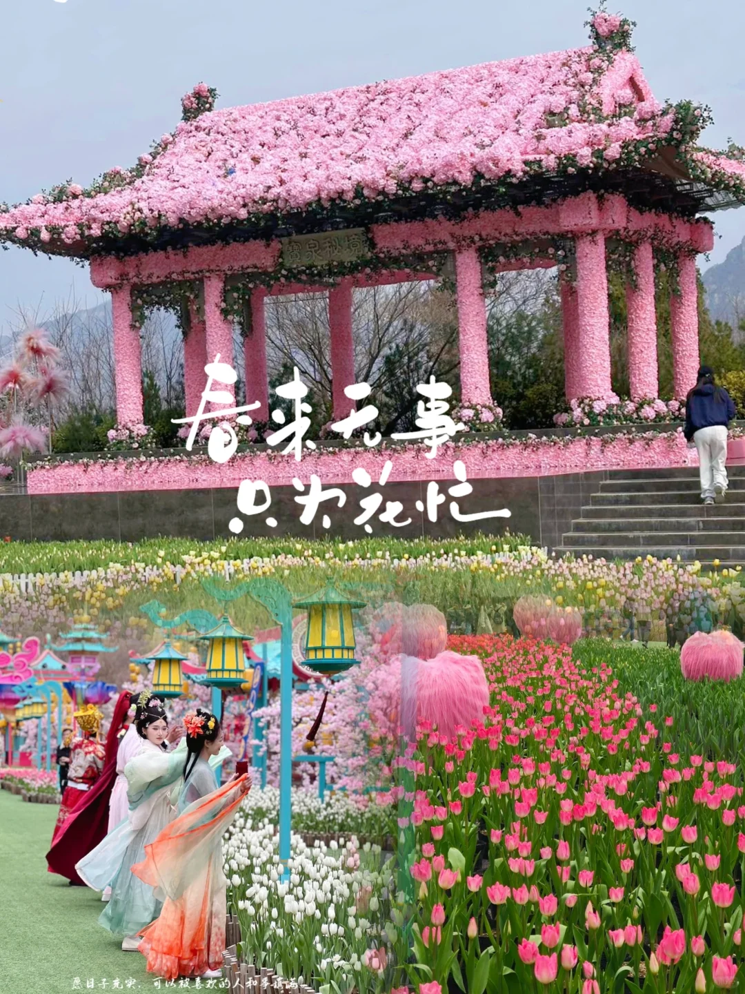 🌸我替你们探过了 宝泉郁金香花海 超棒！